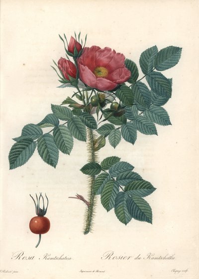 Ruwe roos of Kamtsjatka roos - Ets door Chapuy, naar een illustratie van Pierre Joseph Redoute (1759-1840), uit Les Roses door Pierre Joseph Redouté