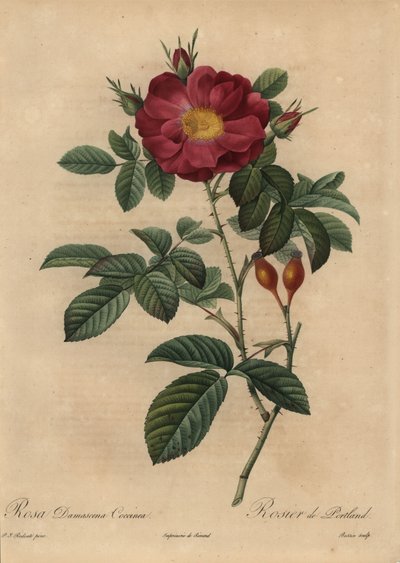 Scharlaken damastroos, Rosa damascena door Pierre Joseph Redouté