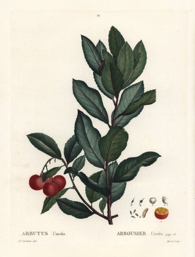 Aardbeiboom, Arbutus unedo. Handgekleurde stipple gravure naar een illustratie van Pierre-Joseph Redoute uit Henri Louis Duhamel du Monceau