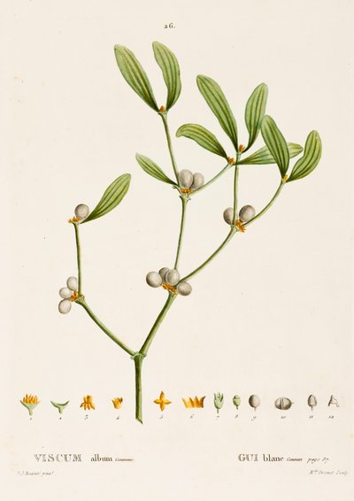 Viscum album L. Maretak door Pierre Joseph Redouté