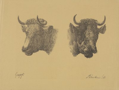 Twee stierenkoppen door Pieter Bartholomeusz. Barbiers