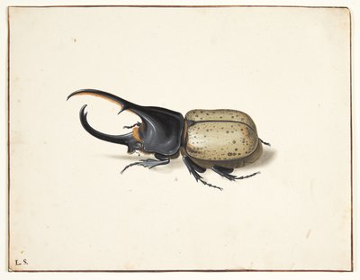 Een herkuleskever (dynastes hercules) door Pieter Holsteijn
