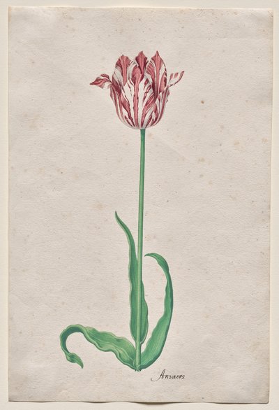 Studie van een Tulp (Anvaers) door Pieter Holsteyn II