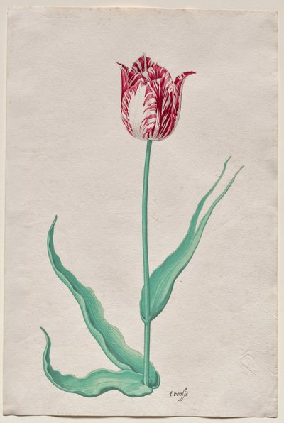Studie van een Tulp (