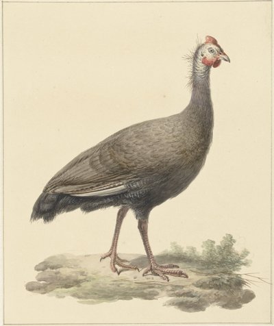 Helmparelhoen door Pieter Pietersz. Barbiers