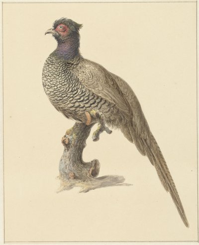 Jachtfazant door Pieter Pietersz. Barbiers