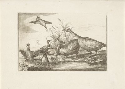 Eenden en ganzen door Pieter Schenk (I) (attributed to)