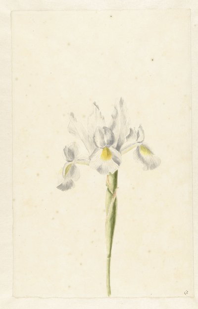 Witte Iris (Iris albicans) door Pieter Withoos (circle of)