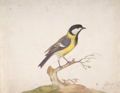 Een koolmees Parus major zittend op een tak, 1670-93 door Pieter Withoos