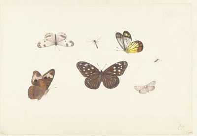 Blad met vijf vlinders en twee vliegen door Pieter Withoos