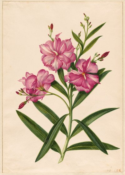 Paarse oleander door Pieter Withoos
