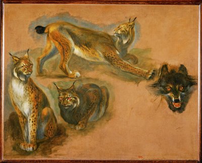 Een lynx, kop van een wolf (schilderij op doek) door Pieter or Peter Boel