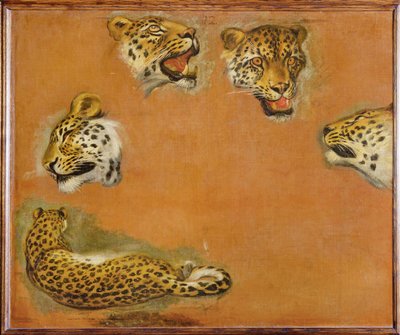 Schetsen van een panter (schilderij op doek) door Pieter or Peter Boel