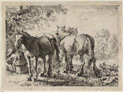 Drie paarden in een veld door Pieter van Laer