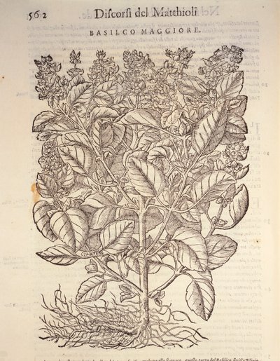 Basilicum (Ocymum basilicum), gravure door Pier Andrea Mattioli door Pietro Andrea Mattioli