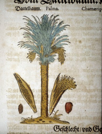 Botanische plaat: Palmboom met dadels - In herbarium mattioli door Pietro Andrea Mattioli