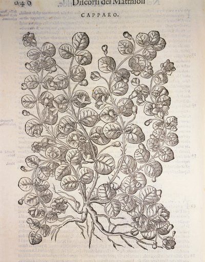 Kappertjesstruik (Capparis spinosa), gravure door Pier Andrea Mattioli door Pietro Andrea Mattioli