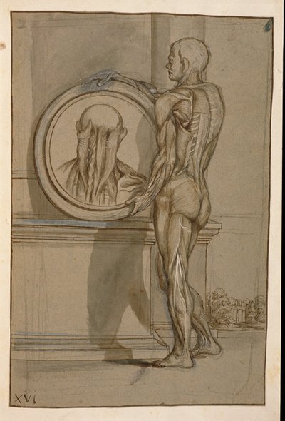 Ms Hunter 653 Plaat XVI, Anatomische tekening, c.1610 (potlood en krijt op papier) door Pietro da Cortona