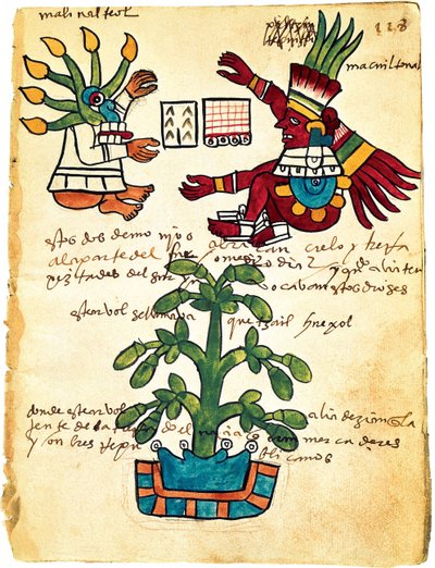 Cacaoboom uit de Codex Tudela, 1553 door Pre Columbian art