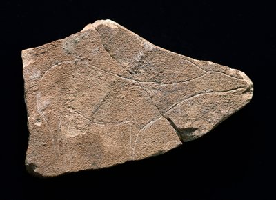 Rotstekening die een hert voorstelt, Parpallo-grot, Spanje. Boven-Paleolithicum, Solutreen door Prehistoric Prehistoric