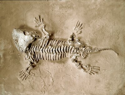 Prehistorie: fossiel van Seymouria Bayolorensis amfibische reptiel uit Texas, Verenigde Staten. Perm periode door Prehistoric Prehistoric