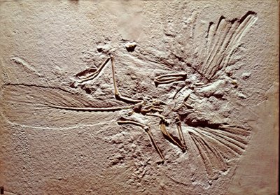 Prehistorie: fossiel van de vogel Archaeopteryx (archeopteryx) door Prehistoric Prehistoric