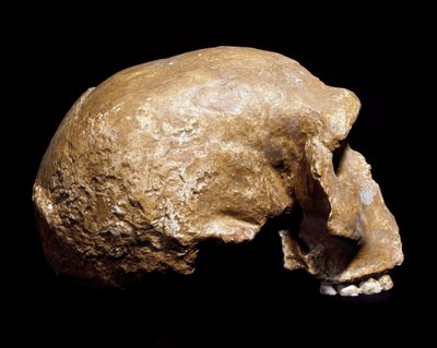 Prehistorie: fossiele schedel van Homo sapiens pre-neanderthaler gevonden in Steinheim an der Murr (Duitsland) in 1933 door Prehistoric Prehistoric