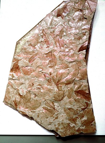 Prehistorie: versteende bladeren uit Piëmont (Italië). Periode van het lagere Quartair. Museo civico di storia naturale, Milaan door Prehistoric Prehistoric