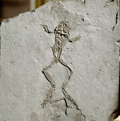 Prehistorie: kikkerfossiel uit de Pueyoi da Tervel-site in Spanje door Prehistoric Prehistoric