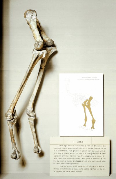 Prehistorie: skelet van de poten van Moa Dinornis, gigantische fossiele vogels van Nieuw-Zeeland die niet vliegen. Krijtperiode. door Prehistoric Prehistoric