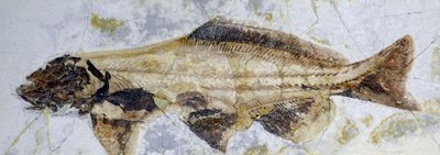 Steur fossiele voetafdruk, Onder-Krijt (object) door Prehistoric Prehistoric