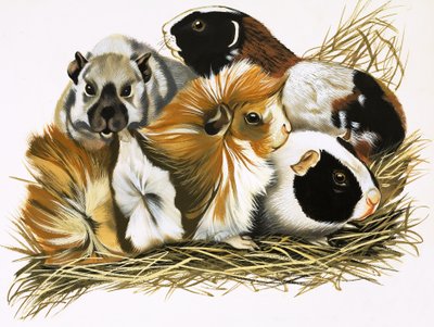 Allerlei cavia