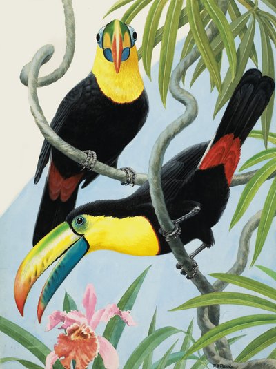 Vogels met grote snavels door R.B. Davis