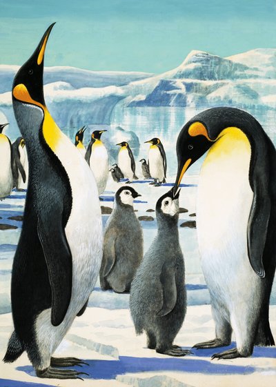 Koning Pinguïn door R.B. Davis