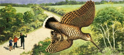 Kijken naar de natuur: De houtsnip door R.B. Davis
