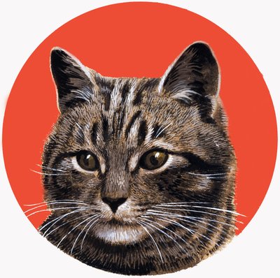 Tabby Kat, van 