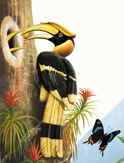 De neushoornvogel door R.B. Davis