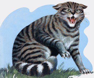 Wilde kat, van 