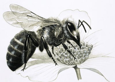 Werkbij verzamelt nectar van bloem door R.B. Davis