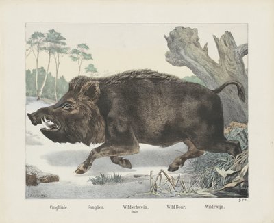 Wild zwijn door R. Schulz