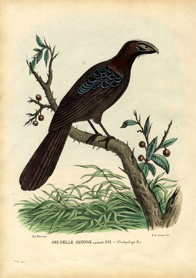 Ani, 1863-79 door Raimundo Petraroja