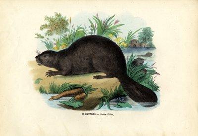 Bever door Raimundo Petraroja