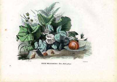 Helix Slakken, 1863-79 door Raimundo Petraroja