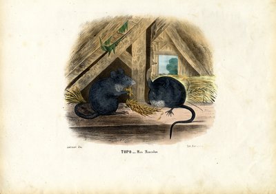 Huismuis, 1863-79 door Raimundo Petraroja