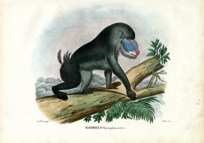 Mandril, 1863-79 door Raimundo Petraroja