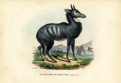 Nilgai door Raimundo Petraroja