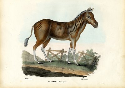 Quagga, 1863-79 door Raimundo Petraroja