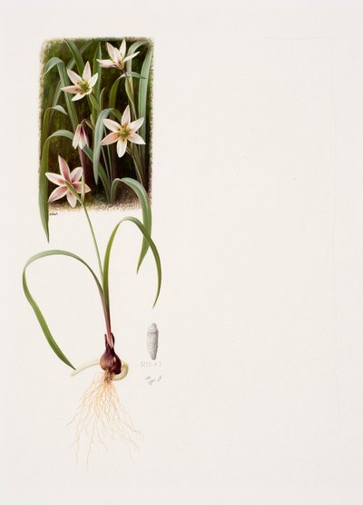 Amana edulis (olieverf op papier) door Raymond Booth