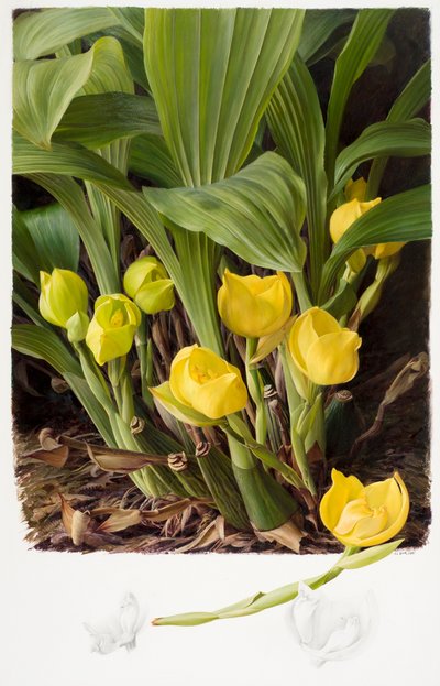 Angula clowsii door Raymond Booth