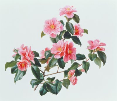 Camellia Japonica Tricolor door Raymond Booth